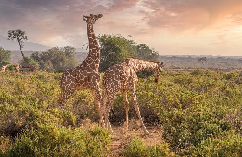 5D, 4N Ultimate Masai Mara Experience