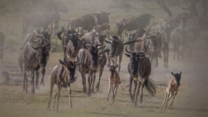 Gallery Thumbnail 3