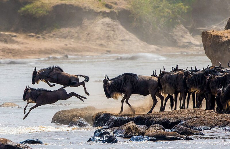 6 Days Tanzania Migration Safari – River Crossing