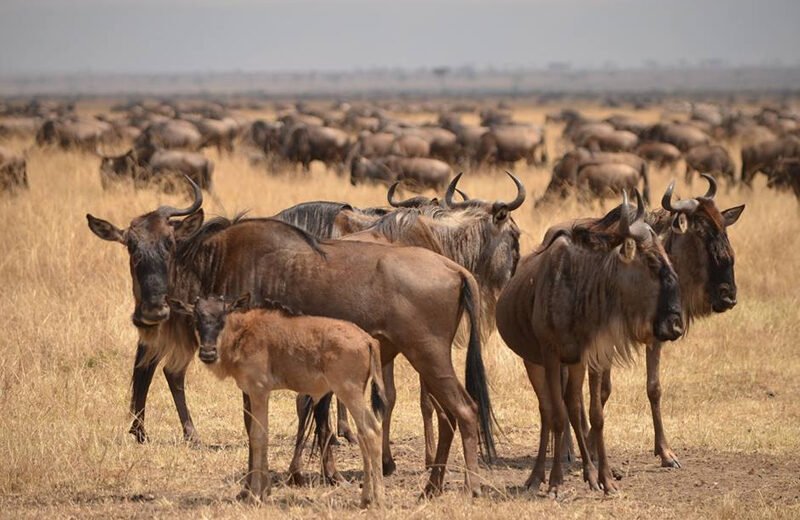 6 Days Tanzania Migration Safari – Wildebeest Calving Season