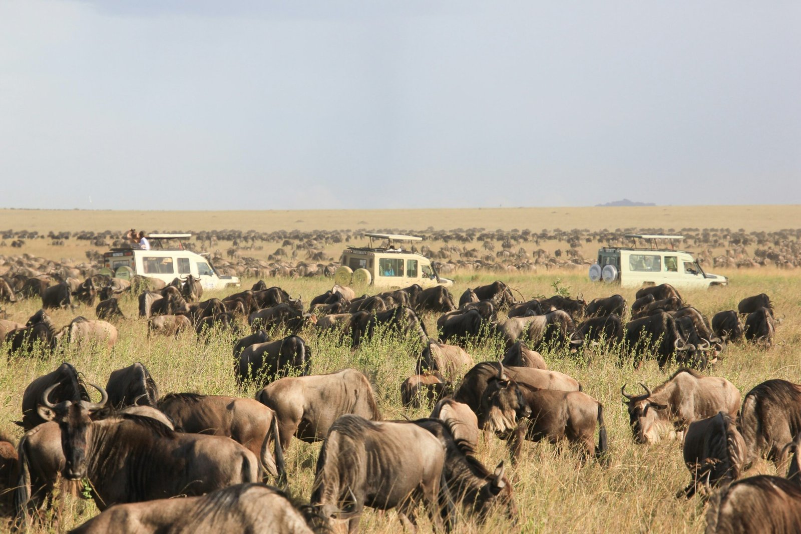 Wildebeest migration in Serengeti National Park with safari jeeps in grassland