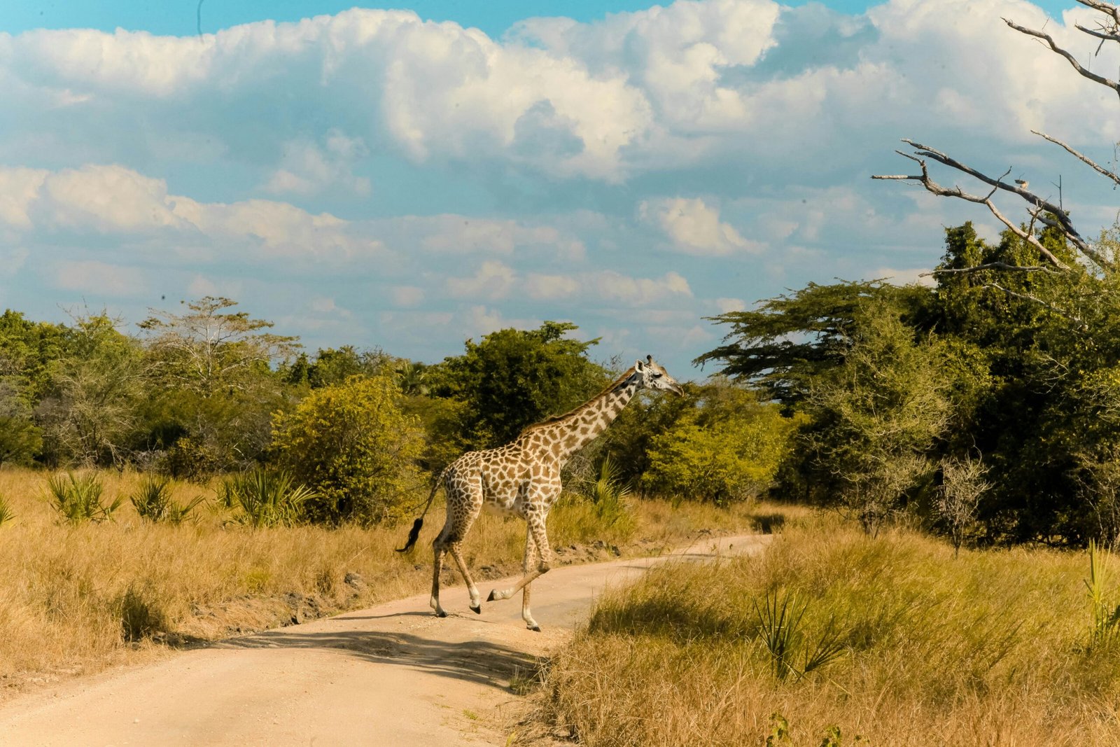 Saadani National Park in Tanzania