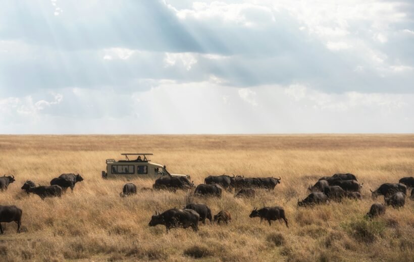 Best Time to Visit Tanzania